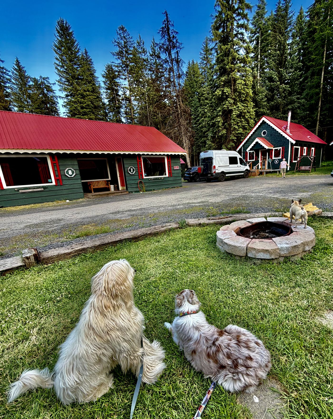 Dogs relaxing on the grass by the shared fire pit, bungalows in the background
